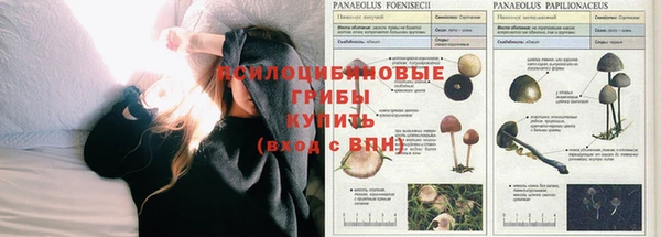 гидра Алексеевка